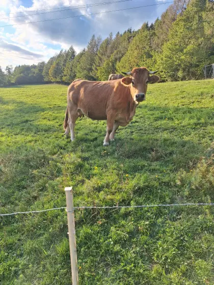 Murbodner Kuh