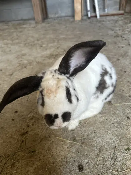 Hase, männlich