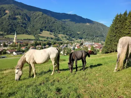 Beistellerstute zu verkaufen