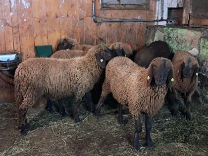 Braune Bergschaf-Widder und Kälbern, BIO