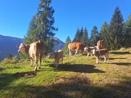Fleckviehmutterkühe mit Stierkälbern zu verkaufen