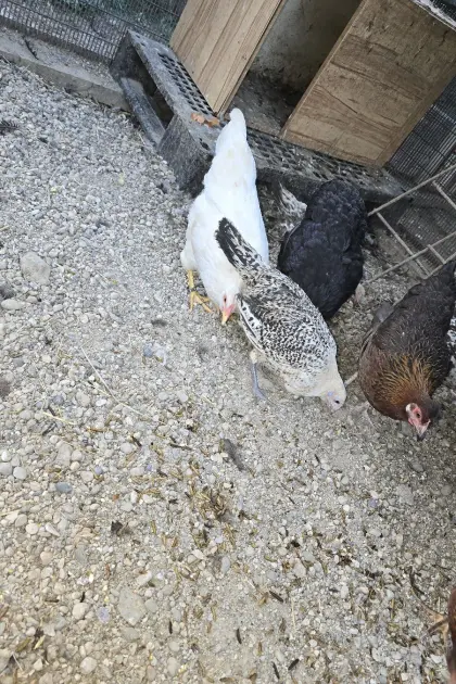 Ostfriesische Möwen