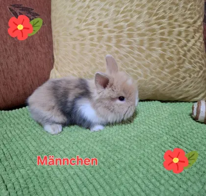 Süße Zwergkaninchen.