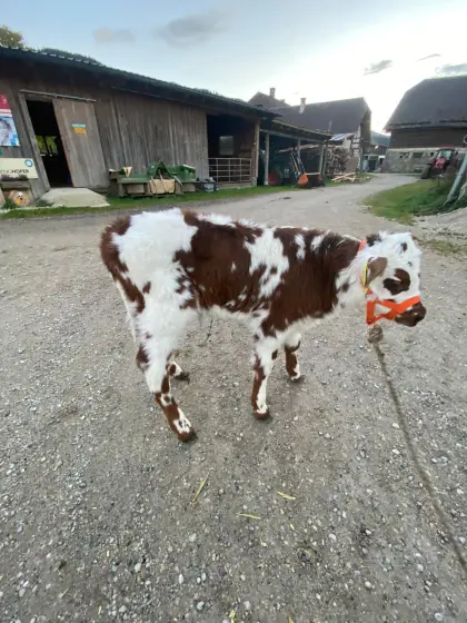 Normande Stierkalb 75%
