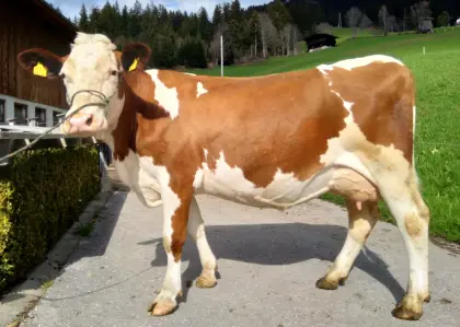 Verkaufe Bio-Kühe