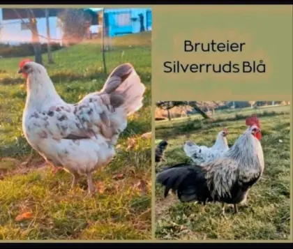Bruteier Schwedisch Isbar, Silverudds Blå Eier, Huhn