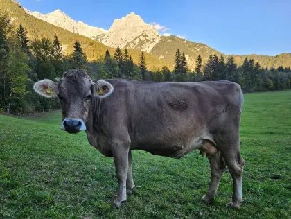 Original Braunviehkuh