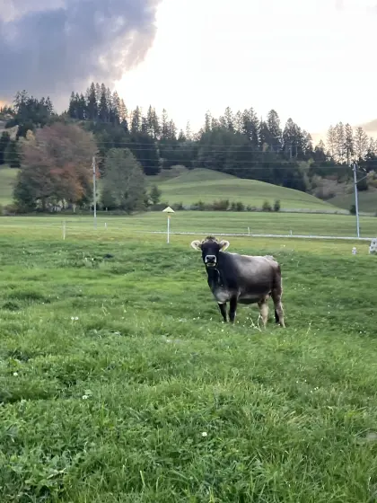 Verkaufe Tiroler Grauviehkuh