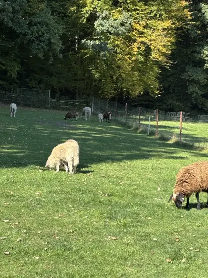 Schafe mit Ohrmarken suchen Zuhause
