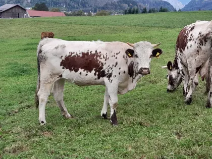 Pustertaler Sprinzen Kalbin