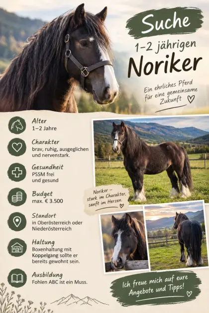 Suche Norikerjährling oder 2-Jährigen