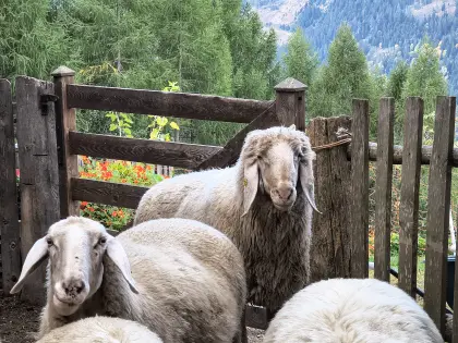 Tiroler Bergschaf-Widder, Bio