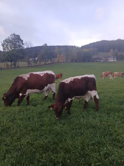 Hornloser Pinzgauer Jungstier