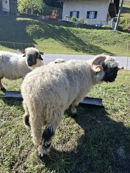 Walliser Schwarznasen-Widder