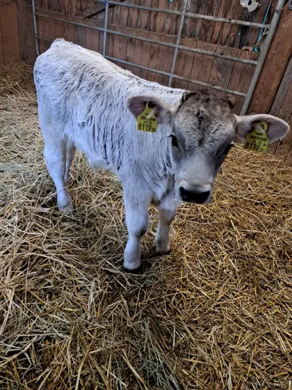 Tiroler Grauvieh Stierkalb