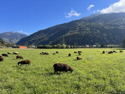 34 Jura-Schafe