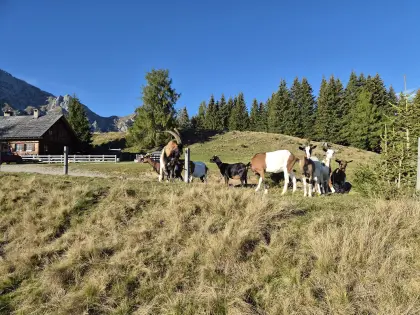 Ziegen, Steirische Scheckenziege x Anglo-Nubier