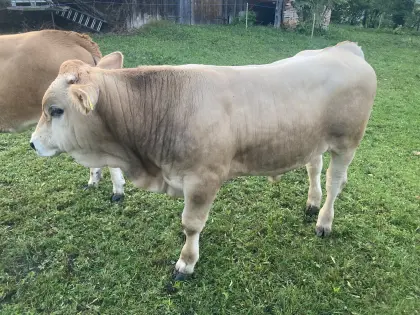 Murbodner Stier