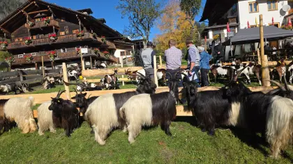 Walliser Schwarzhalsziegen-Kitze, HB-fähig