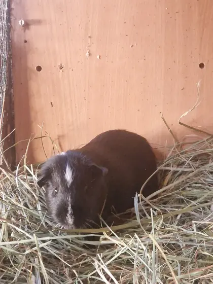 Meerschweinchen
