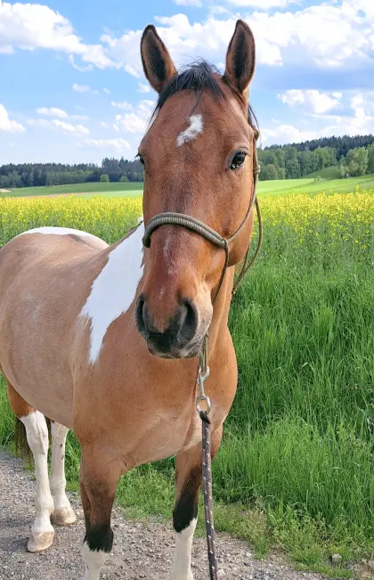 Joey, bildhübscher Paint-Wallach