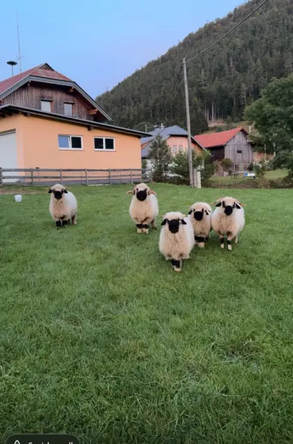 Walliser Schwarznasen-Schafe