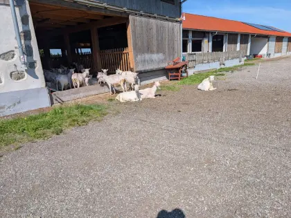 Bio-Saanenziegen (Altziegen) aus Milchbetrieb abzugeben
