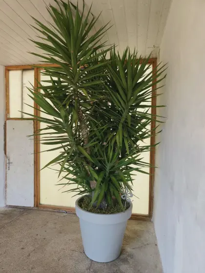 Yucca-Palme