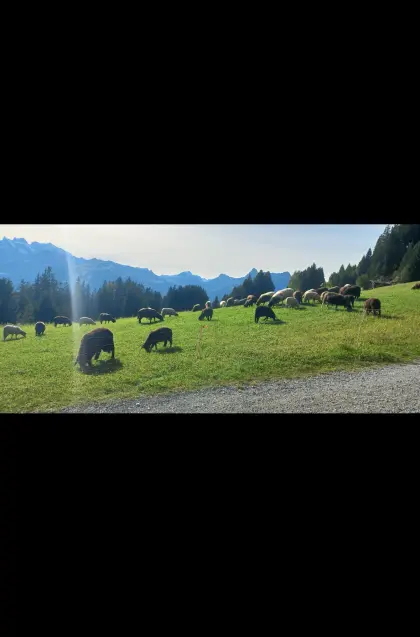 Verkaufe Lammfleisch