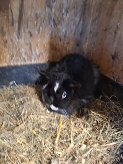 Verkaufe Zwergkaninchen