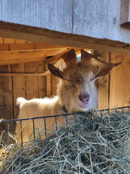Ziegenbock Saane