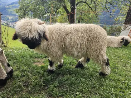 Walliser Schwarznasen-Widder
