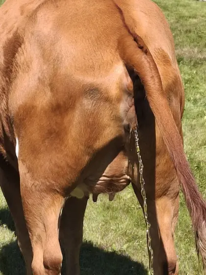 Hochträchtige BIO Fleckviehkalbin zu verkaufen