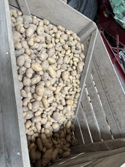 Futterkartoffel