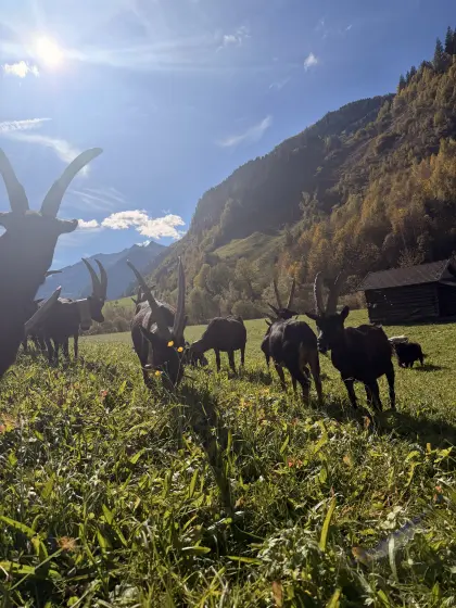 Aosta-Ziegen