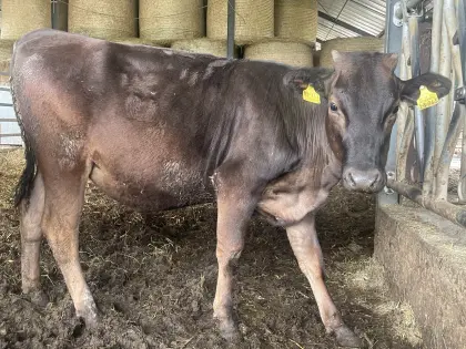 Wagyu-Färsen bio