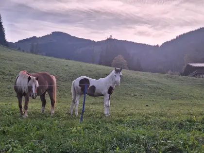 Verkaufe Pony-Hengstfohlen