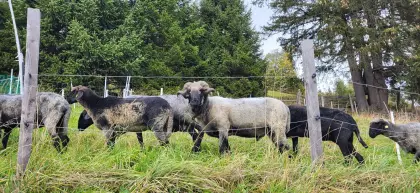 HB Steinschaf-Widder