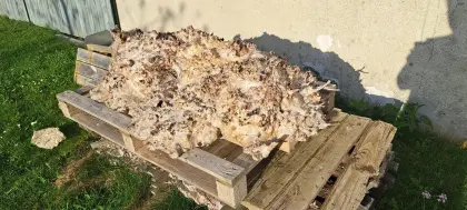 Pappel-Maserknolle, getrocknet und aufgeschnitten