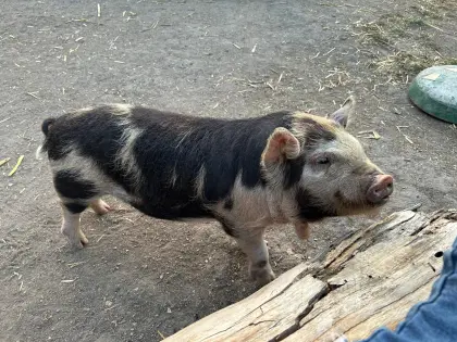 2 KuneKune-Schweine abzugeben