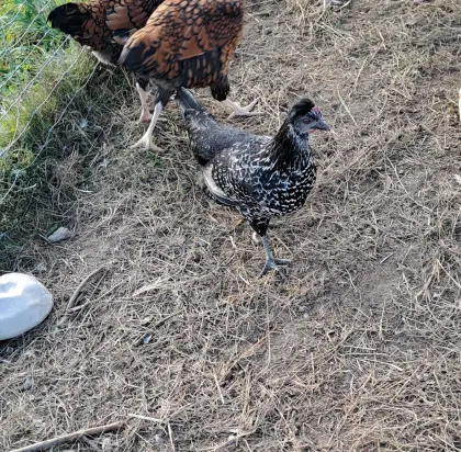 Appenzeller-Mix-Hühner