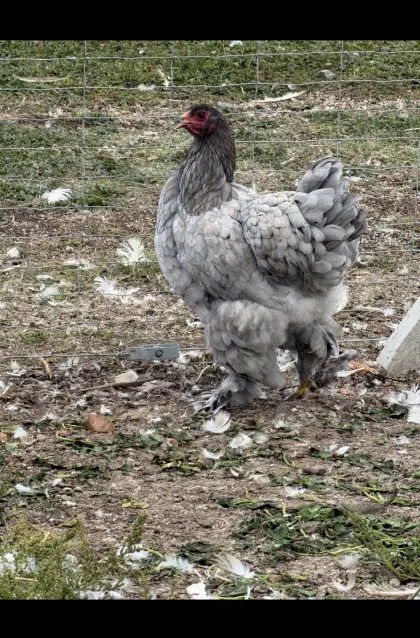 Brahma-Hennen
