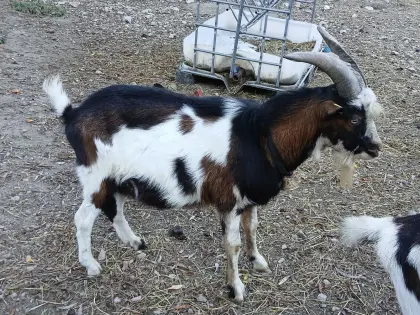 Tauernscheckenbock