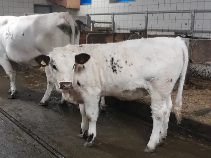Pustertaler Sprinzen Kuhkalb