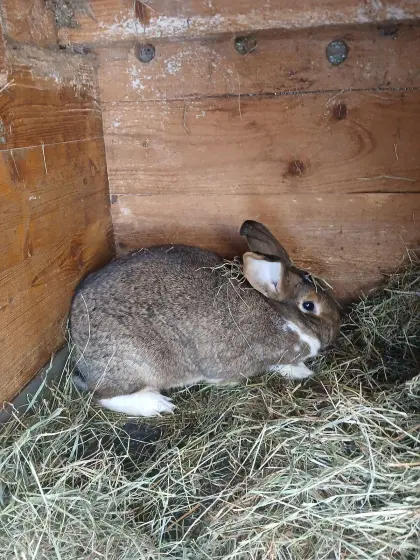 Hasenweibchen