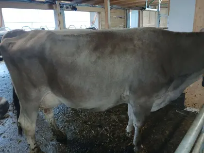 Braunviehkuh