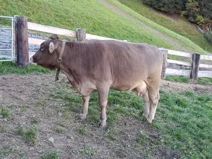 Original Braunvieh