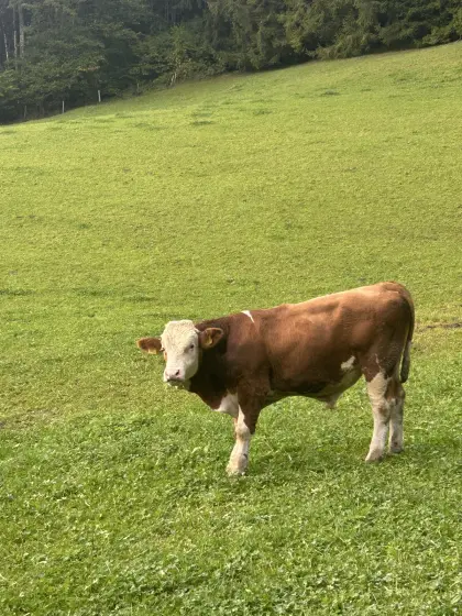 Verkaufe Stier