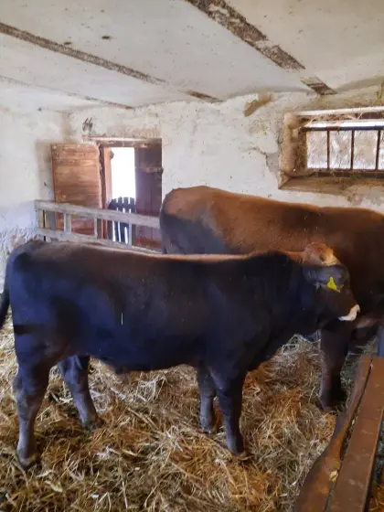 Reinrassiges Karpaten-Braunvieh-Bullenkalb zu verkaufen