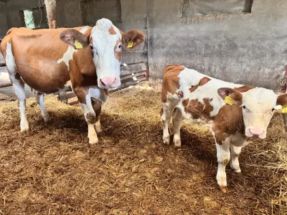 Fleckvieh-Kühe mit Bullenkälbern